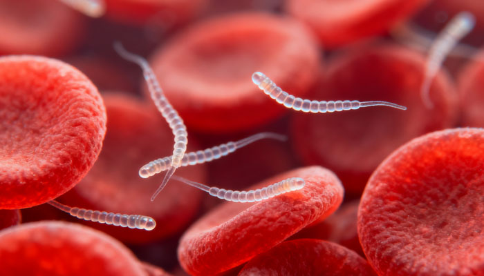 Heartworm