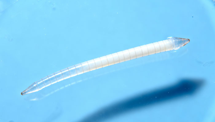 Heartworm