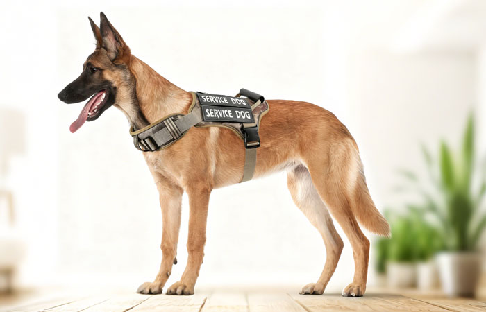 Tactical Dog Harness