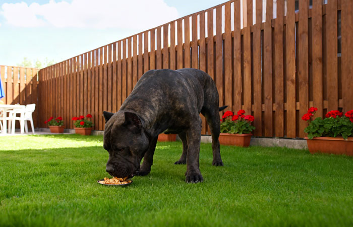 Cane Corso