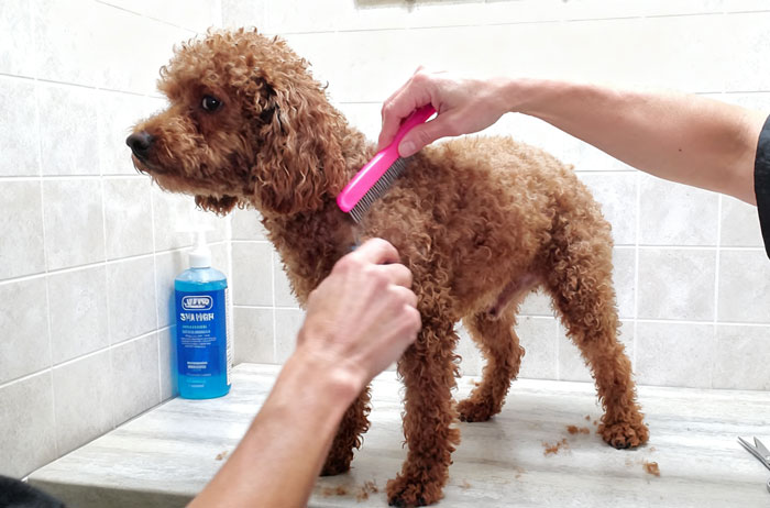 pet grooming