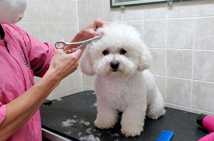 Pet Grooming