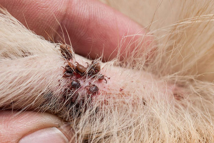 Flea treatment for dogs