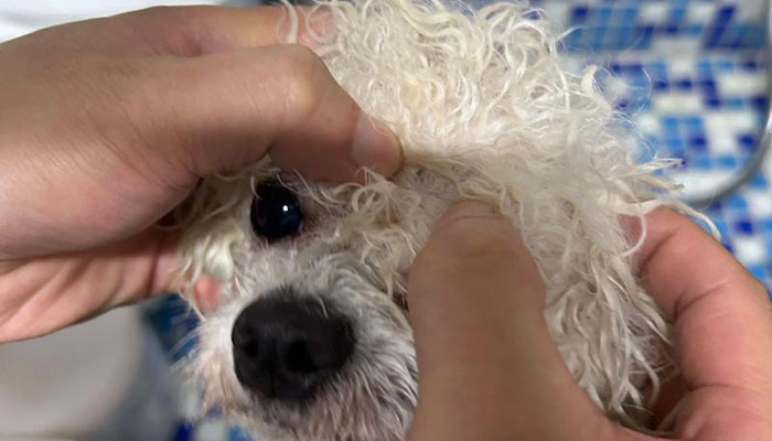 Best Flea Treatment for Dogs