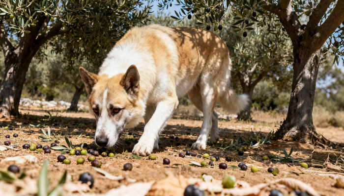Anatolian Shepherd
