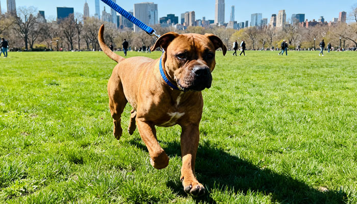Cane Corso