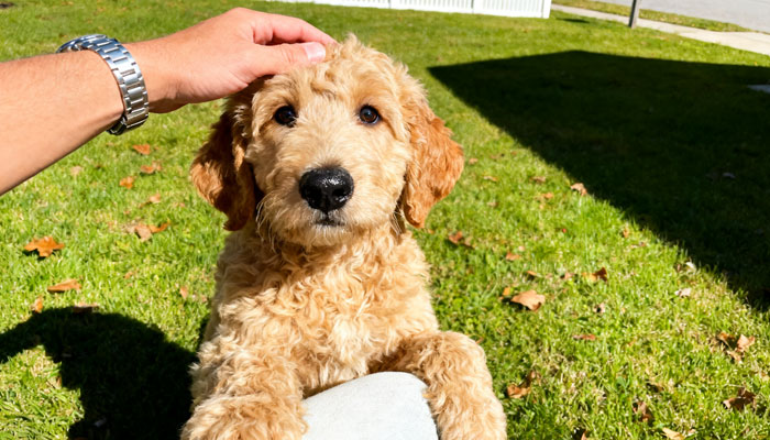 Goldendoodle