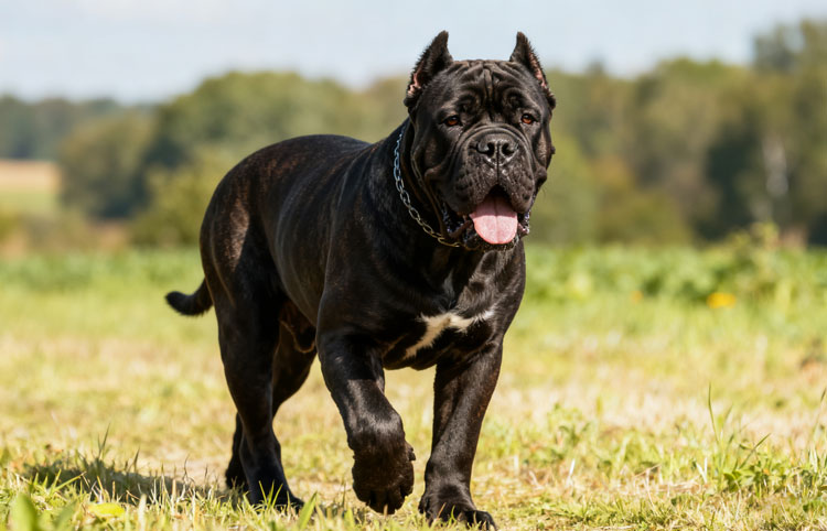Cane Corso Cane Corso