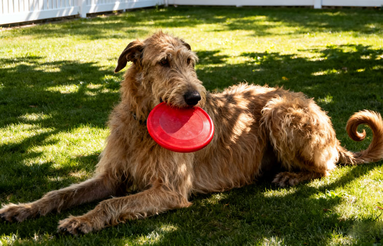 Irish Wolfhound Irish Wolfhound