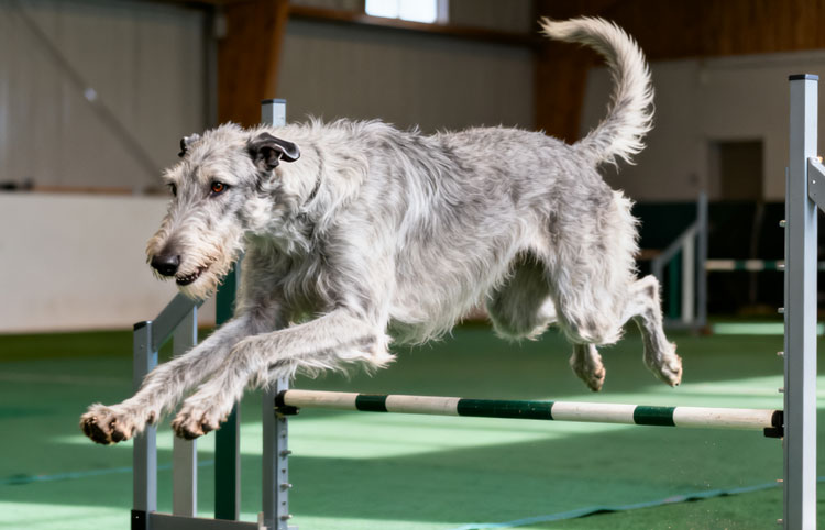 Irish Wolfhound Irish Wolfhound