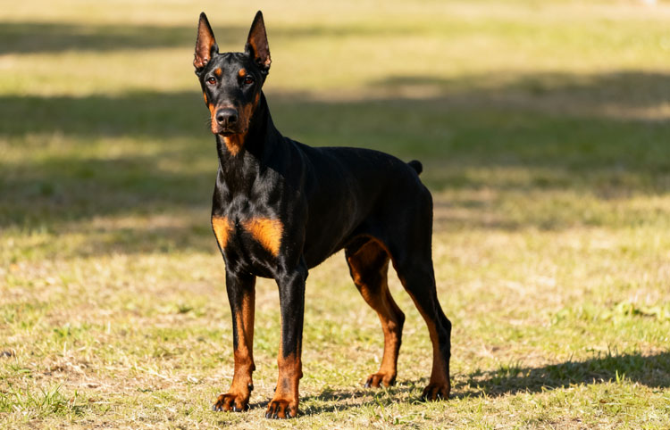 Doberman Pinscher Doberman Pinscher