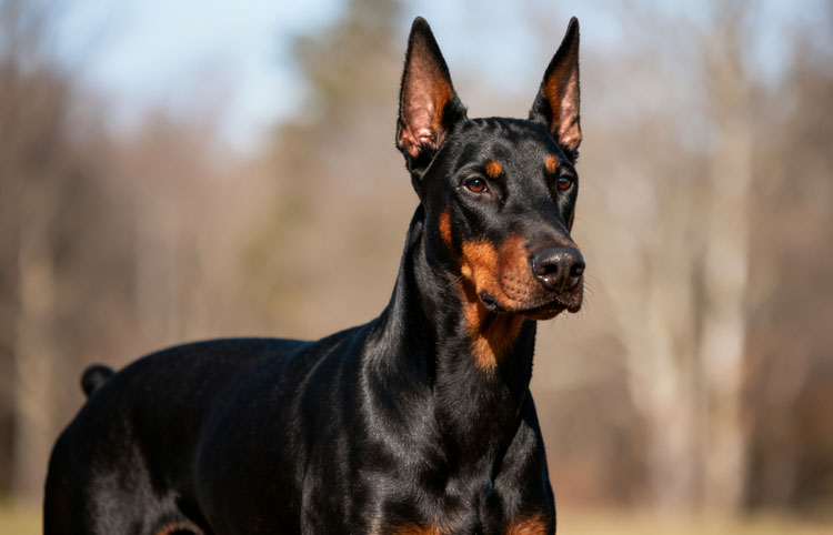 Doberman Pinscher Doberman Pinscher