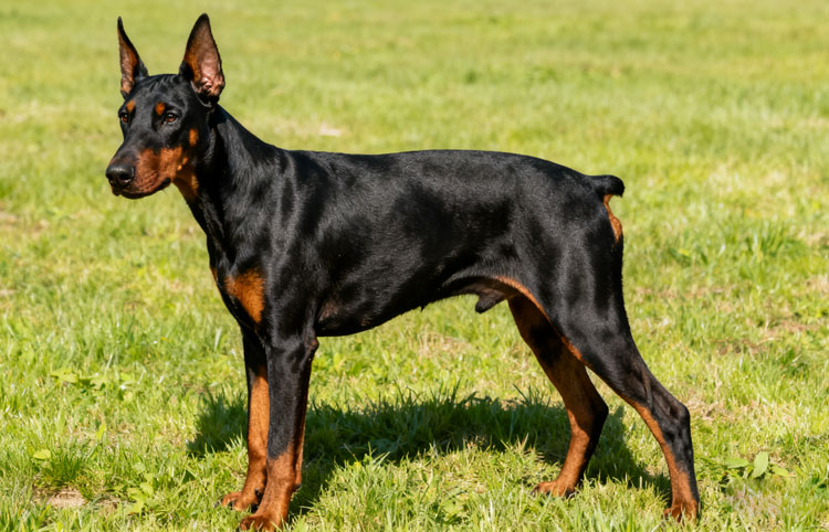 Doberman Pinscher Doberman Pinscher