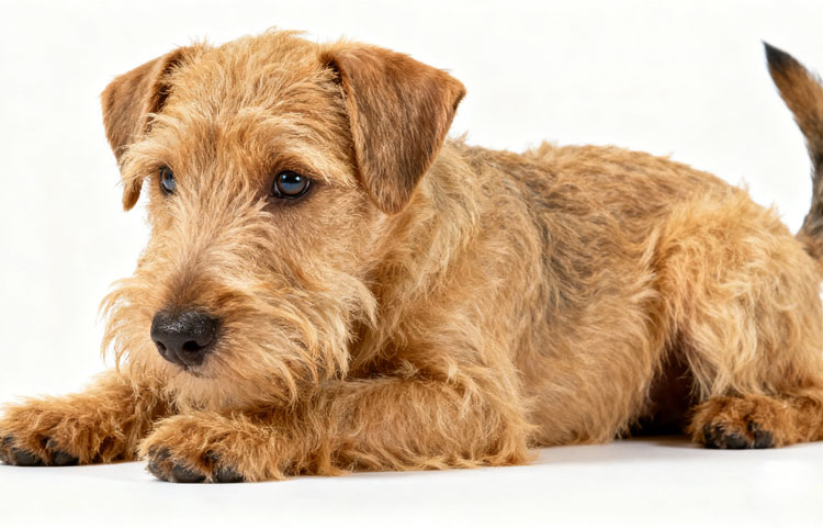 Hypoallergenic Dog Breeds Hypoallergenic Dog Breeds