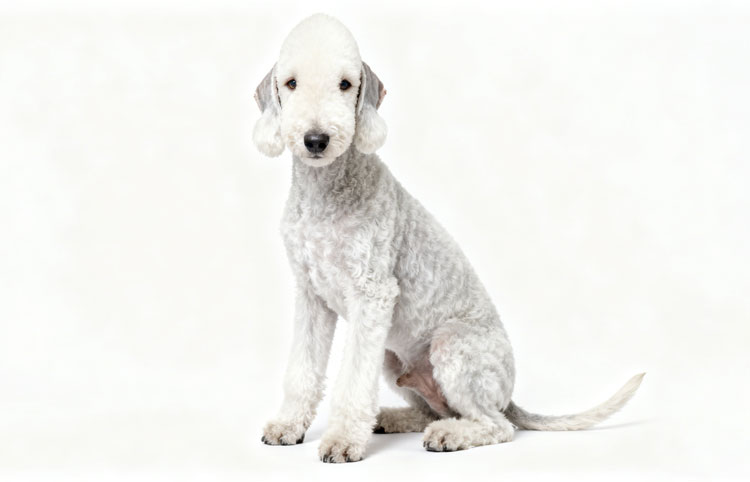 Hypoallergenic Dog Breeds Hypoallergenic Dog Breeds