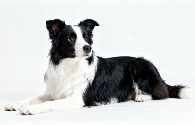 Border Collie Border Collie