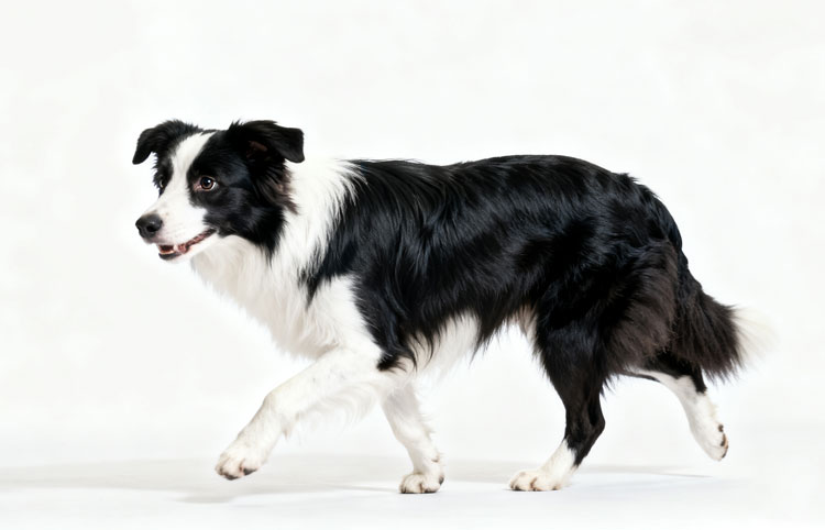 Border Collie Border Collie