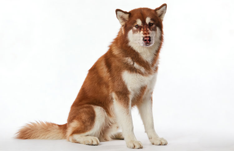 Wolfdog Breeds Wolfdog Breeds