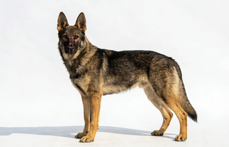 Wolfdog Breeds Wolfdog Breeds