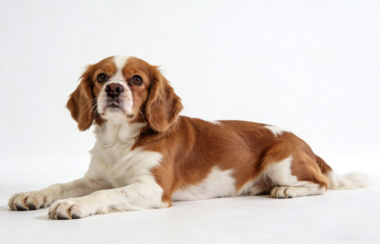 King Charles Spaniel King Charles Spaniel